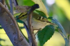 Two-barred Greenish Warbler (1).jpg