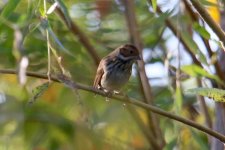 Pine Bunting.jpg