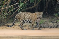 Jaguar, Porto Jofre, The Pantanal, Brazil 10-2015 v_0191 v2_edited-1.jpg