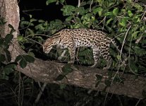 Ocelot, Araras Lodge, The Pantanal, Brazil 10-2015 v_0103 v2_edited-1.jpg