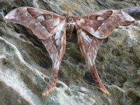 hercules moth etty bay 21 9 14 (3)comp.jpg