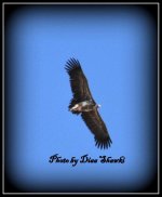 vulture 2.jpg