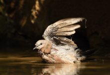 spotted dove water lamma HK D810 200-500mm_DSC7783.jpg