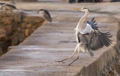 grey heron land pier Lamma D810 200-500mm_DSC6974.jpg