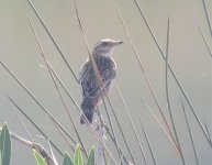 Mystery Bird, Iztuzu Beach, Dalyan 16.10.15.jpg