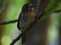 WW Puffbird_Sample.jpg