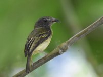 Northern Bentbill_Sample.jpg