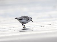 Nov15 Sanderling CR 01.JPG