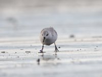 Nov15 Sanderling CR 02.JPG