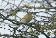 chiffchaff sp1 (1 of 1).jpg