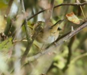 chiffchaff sp2 (1 of 1).jpg