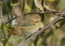 chiffchaff sp3 (1 of 1).jpg