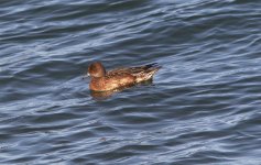 Eyemouth Bay Duck.JPG