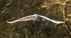 Great white egret - Ardea alba A 2J4A2380.jpg