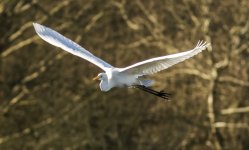 Great white egret - Ardea alba A 2J4A2383.jpg