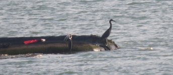 IMG_4351 - Reef Egret @ RDBT.JPG