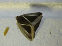 Chalciope  alcyona 4 11 15 (1).JPG