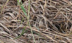 IMG_7980 Day 10 pipit.jpg