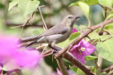 IMG_7522 day 8 sunbird.jpg