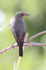 IMG_7467 day 8 which redstart.jpg