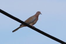 IMG_7485 day 8 laughing dove.jpg