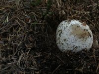 uncertain_stinkhorn.jpg