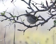 IMG_6868 WHitethroat qu (800x639).jpg