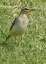 Pipit or Wagtail (1).JPG
