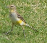 Pipit or Wagtail (2).JPG