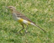 Pipit or Wagtail (3).JPG