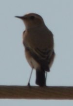 Desert Wheatear or Hooded Wheatear (3).JPG