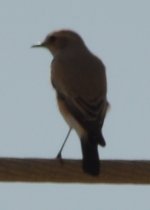 Desert Wheatear or Hooded Wheatear (1).JPG