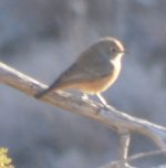 Red-tailed Wheatear or Common Redstart (3).JPG