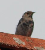 Black Redstart 1.jpg