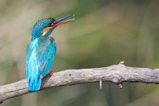 Blue-eared Kingfisher Juvenile.jpg