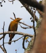 Summer Tanager 01 Jan 2016.jpg