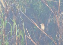 Dickcissel 01 Jan 2016.jpg