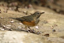 gb thrush F pond lamma D810 200-500mm_DSC9584.jpg