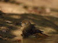 daurian redstart F wet pond lamma D810 200-500mm_DSC9106.jpg