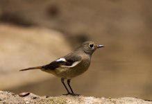 daurian redstart F pond lamma D810 200-500mm_DSC9521.jpg