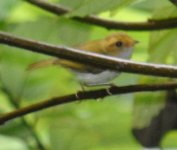 Bird Danjing Shan June 2015.jpg