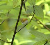 Bird Danjing Shan June 2015 b.jpg