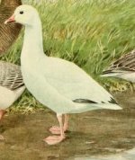 snow goose.jpg