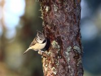 Crested-Tit2.jpg