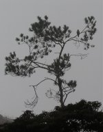 IMG_5731 Eastern Buzzard @ Tai O.jpg