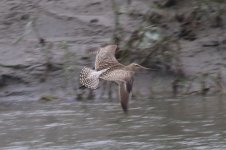 Bar-tailed Godwit Chengdu 9-11-15 955A9848.jpg