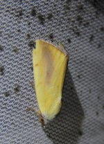 Xanthodes congenita 08 02 16.JPG