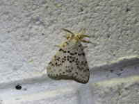 Lymantria antennata male 08 02 16 (1).JPG