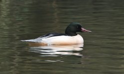 Goosander Lake Meadows 02-01-2016 WEB 093.jpg