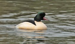 Goosander Lake Meadows 02-01-2016 WEB 054.jpg